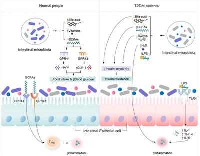 Astragalus improves intestinal barrier function and immunity by acting on intestinal microbiota to treat T2DM: a research review